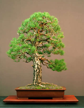 Scots pine, Pinus sylvestris, 90 cm high, arond 100 years old, pot Chinese, styled by Walter Pall, naturalistc style, picture 10/2005の写真素材