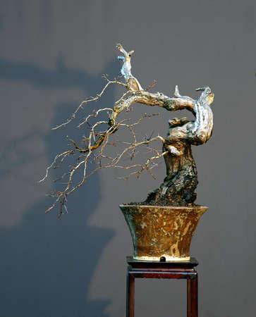 European hawthorn, Crateagus monogyna, 50 cm high, around 60 years old, collected in germany, styled by Walter Pall, picture in winterの写真素材