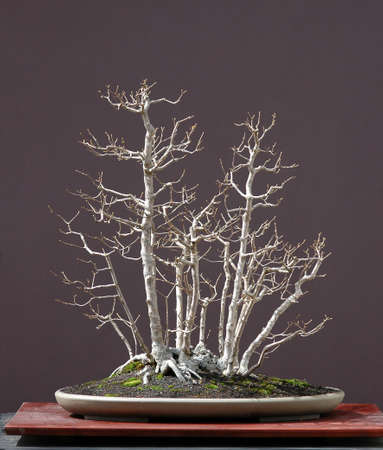 European field maple, Acer campestre, 90 cm high, around 40 years old, from old garden tree, styled by Walter Pall, pot by Derek Aspinall, picture 4/2006の写真素材