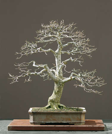 European oak, Quercus robur, 60 cm high, 50 years old, from a tree collected in Germany, pot by Derek Aspinall, styled by Walter Pall, picture 4/2006の写真素材
