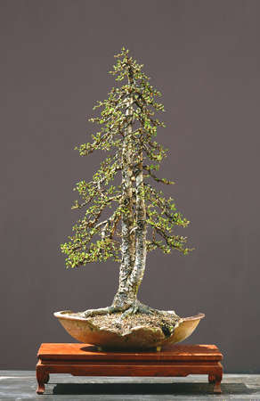 European larch, Larix decidua, 60 cm high, about 100 years old, collected in Italy, styled by Walter Pall, twin trunk, picture 4/2006の写真素材