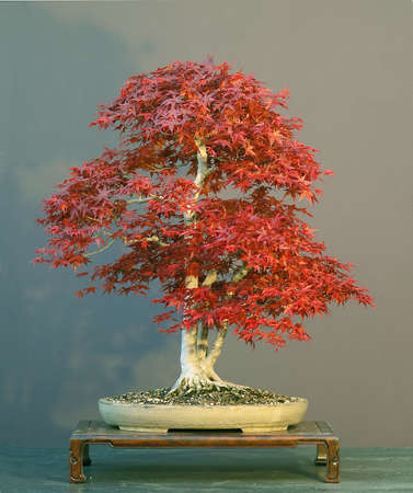 Japanese maple, Acer palmatum, 75 cm high, about 50 years old, styled by Walter Pall, pot by Derek Aspinall, picture 4/2006の写真素材