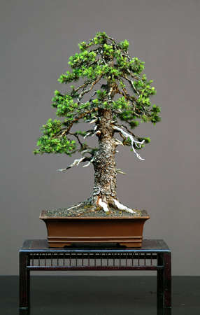 European spruce, Picea abies, 60 cm high, 100 years old, collected in Italy, styled by Walter Pall, picture 5/2006の写真素材