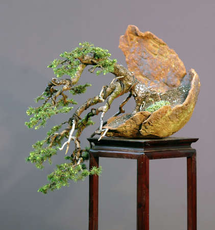 European spruce, Picea abies, 35 cm high, 100 yeas old, collected in Italy, styled by Walter pall, pot by Wiliam Vlaanderen, pictuer 5/2006の写真素材