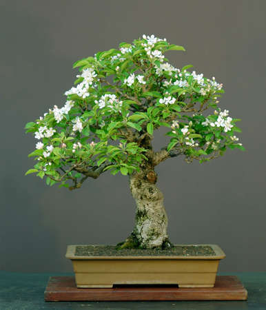 apple bonsai in bloom, Malus hallianaの写真素材