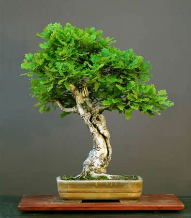 oak bonsai in sumemr, Quercus roburの写真素材