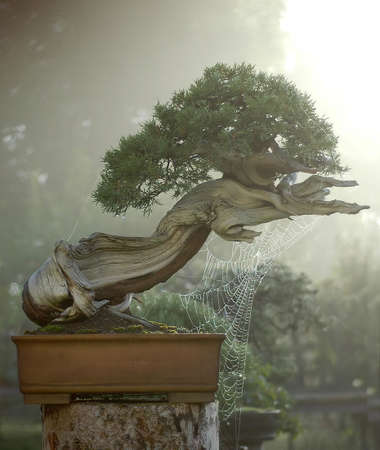 Rocky Mountain Juniper, Juniperus scopulorum in Ocotber in the morning dewの写真素材