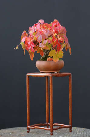 Boston ivy, Parthenocissus tricuspidata, 17 cm high, around 30 years old, styled by Walter Pall, from nursery stock, picture October, treu fall colorsの写真素材