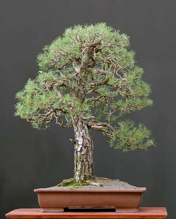 Scots pine, Pinus sylvestris, 90 cm high, around 100 years old, collected in Germany, styled by Walter Pallの写真素材