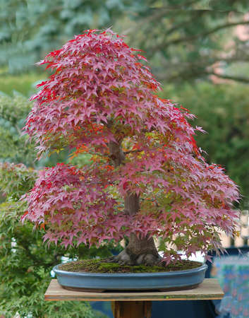 Japanese maple, Acer palmatum, 70 cm high, Japanese import, around 50 years oldの写真素材