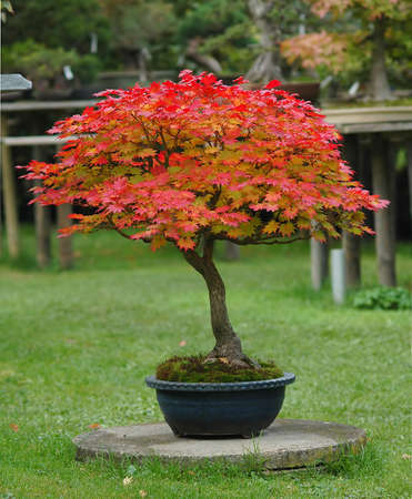 Japanese garden maple, Acer japonicum, 30 years old, from nursery stock, picture 10/2006の写真素材