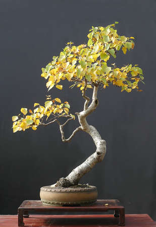 European birch, Betula pendula, 90 cm high, around 50 years old, collected in Austria, styled by Walter Pall, pot by Derek Aspinall, picture 10/2006の写真素材