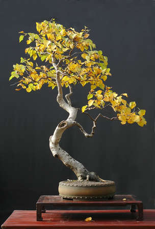 European birch, Betula pendula, 90 cm high, collected in Asutria, styled by Walter Pall, pot by Derek Aspinall, picture 10/2006の写真素材