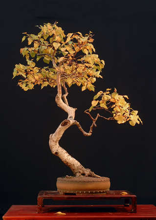 European birch, Betula pendula, collected in Austria, styled by Walter Pall, 90 cm high, pot by Derek Aspinall, picture 10/2006の写真素材
