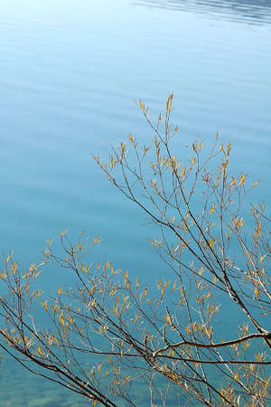 willow and lake in fallの写真素材