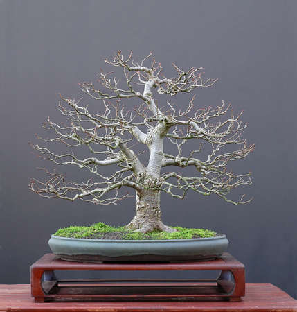 European linden, Tilia platiphyllos, 50 cm high, around 50 years old, styled by Walter Pall from nursery material, pot by Bryan Albright, picture 11/2006の写真素材