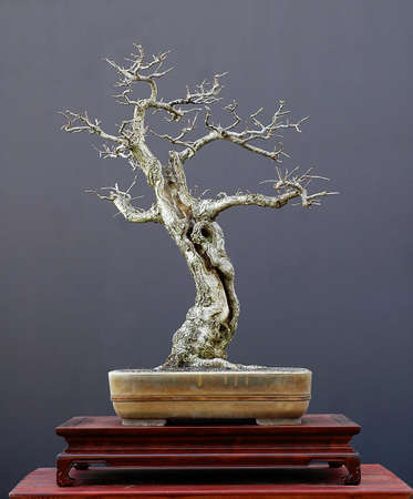 European oak (English oak), Quercus robur, 70 cm high, around 60 years old, collected in Germany, styled by Walter Pall, pot by Derek Aspinallの写真素材