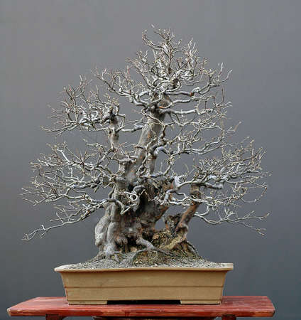 Chinese quince, Pseudocydonia sinensis, 80 cm high, around 70 years old, collected in Korea, styled by Walter Pall from collected raw material, picture 11/2006の写真素材