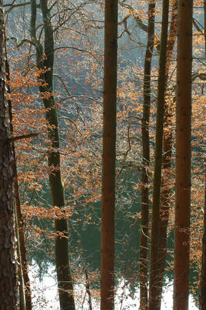beech an spruce on lake in Novemberの写真素材