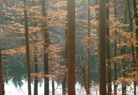 beech and spruce in November with lake in background, decorativeの写真素材