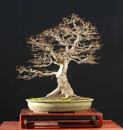 European hronbeam bonsai in winter, Carpinus betulusの写真素材