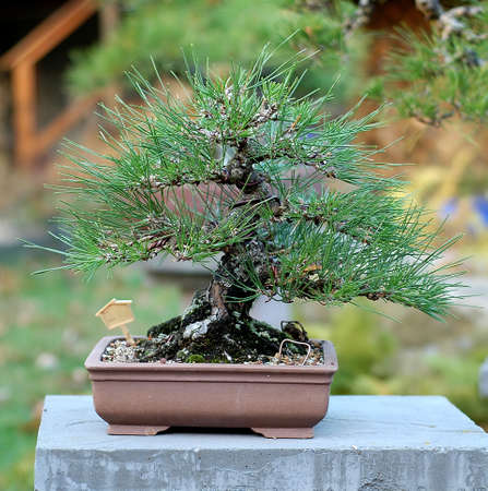Japanese Black Pine, Pinus thunbergiana, about 30 years old, import from Japan, 30 cm high, picutre 11/2006の写真素材