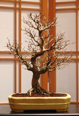 Trident maple, Acer burgerianum, about 40 cm high, around 50 years old, made in Americaの写真素材