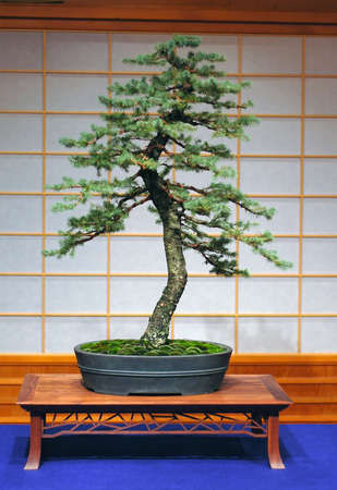 Engelmann spruce, collected in Oregon, about 70 cm high, around 40 yers old, made in Americaの写真素材