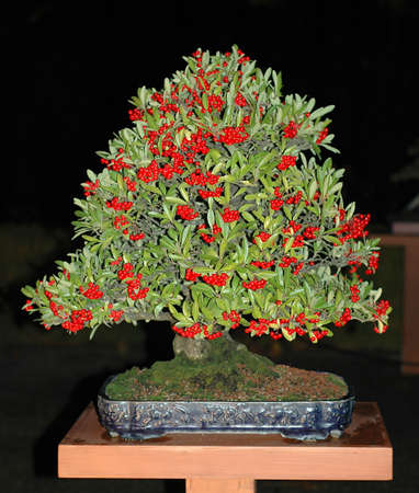 Pyraxcantha, Rfire-thorn,60 cm high, about 60 years old, made in Americaの写真素材