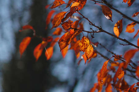 wild cherry in Novemberの写真素材