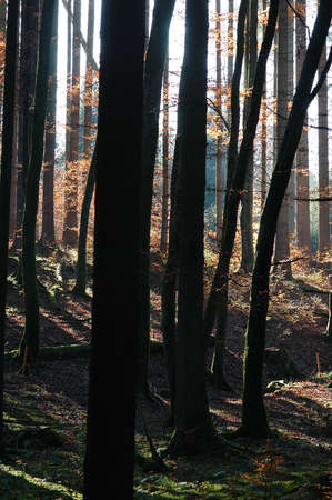 European beech, Fagus sylvatica, in Bavaria, Germany in Novemberの写真素材