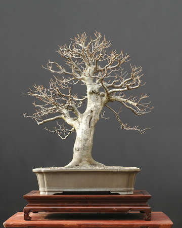 European beech, Fagus sylvatice, 70 cm high, around 50 years old, collected in Grmany, styled by Walter Pall, pictue 11/2006の写真素材