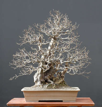 Chinese quince, Pseudocydonia sinensis, 70 cm high, afourn 60 years old, fro a tree collected in thewild, Styled by Walter pall from imported raw material, picutre 11/2006の写真素材