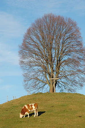 linden tree (lime tree), Tila platiphyllos, in Bavaria, Germany in December with cowの写真素材