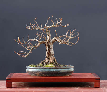European linden, Tila platiphyllos, 28 cm high, around 40 years old, from nursery stock, styled by Walter Pallの写真素材