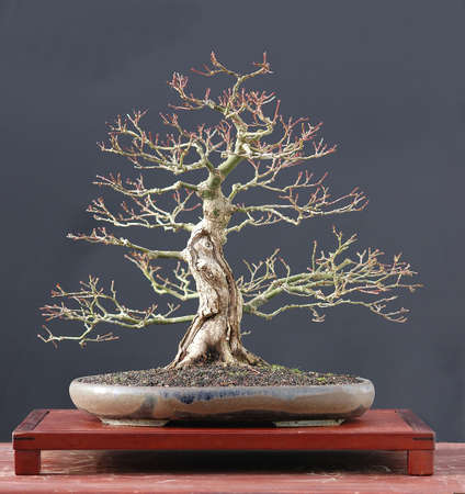 Japanese maple, Acer palmatum, 30 cm high, aournd 40 years old, from imported raw material, styled by Walter Pall, pot by Petra Tomlinsonの写真素材