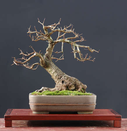 French maple, acer monspessulanum, 30 cm high, around 40 years old, colected in Italy, styled by Watler Pall, pot by Derek Aspinallの写真素材
