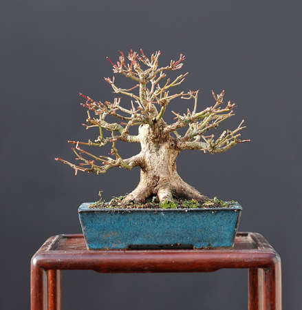 Japanese maple, Acer palmatum, 20 cm high, shohin, around 30 years old, form nursery stock, styled by Walter Pallの写真素材