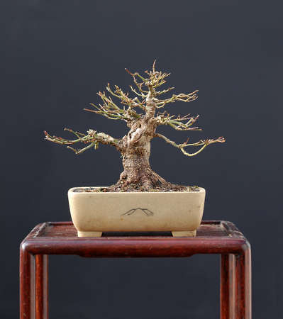 Japanese maple, Ace palmatum, 18 cm high, around 30 years old, from nursery stock, stled by Walter Pall, shohinの写真素材