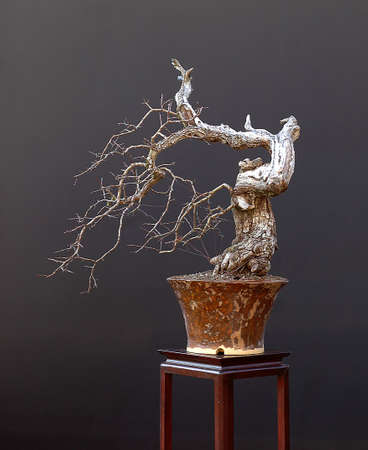 Euroean comon hawthorn, Crataegus monogyna, 60 cm high, around 60 years old, collected in Germany, styled by Walter Pallの写真素材