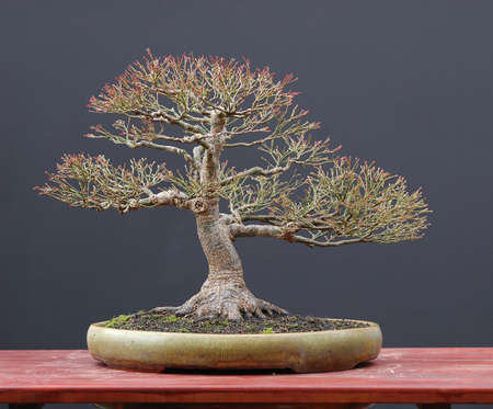Japanese maple, Acer palmatum, 35 cm high, around 50 years old, from imported raw material, styled by Walter Pall, pot by peter Krebsの写真素材
