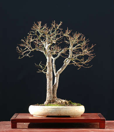 European field elm, Ulmus campestre, 40 cm hihg, around 40 years old, from nursery stock, styled by Walter Pallの写真素材
