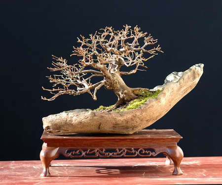 Europan hornbeam, Carpinus betulus, 25 cm high, shohin, around 40 years old, styled by Walter Pall, pot by Derek Aspinallの写真素材