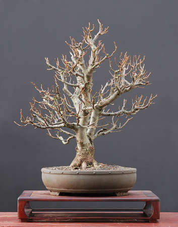 European linden, Tilia platiphyllos, 50 cm hihg, around 40 yers old, from nursery stock, styled by Walter Pallの写真素材