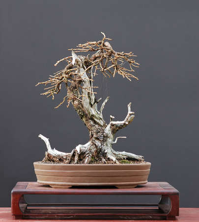 European larch, Larix decidua, 40 cm hihg, around 100 years old, collected in Austria, styled by Walter Pallの写真素材