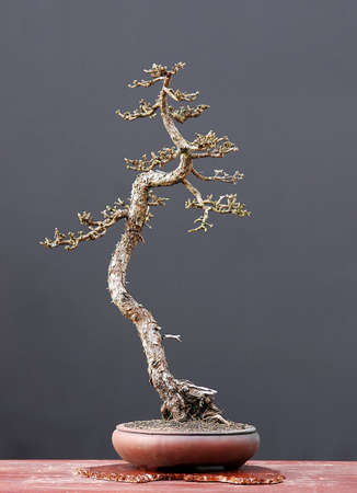European larch, Larix decidua, 55 cm high, around 100 years old, collected in Switzerland, styled by Walter Pall, pot by peter Krebsの写真素材