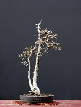 European larch, Larix decidua, 50 cm high, around 100 years old, collected in Austria, styled by Walter Pal, pot by Josef Mairhoferの写真素材