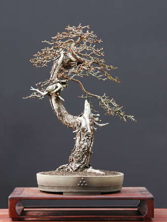 European larch, Larix decidua, 55 cm high, more thtan 100 years old, colected in Austia, styled by Walter pall, pot by Josef Mairhoferの写真素材