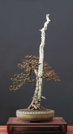 Hybrid larch, Larix kaempferi x decidua, collected in Germany, around 50 years old, styled by Walter Pall, pot by Derek Aspinallの写真素材