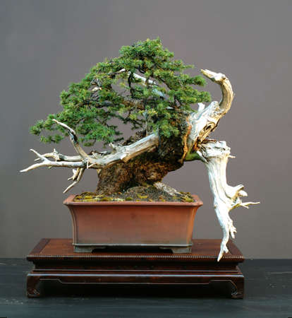 European spruce (Norway spruce), Picea abies, 50 cm high, around 150 years old, collected in switzerland, stlyed by Walter Pall, pot by Derek Aspinall, calledの写真素材
